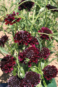 Scabiosa atropurpurea 'Burgundy Beau' seeds