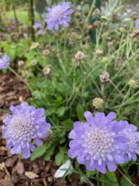 Scabiosa atropurpurea 'Oxford Blue' seeds  - (Pincushion flower)