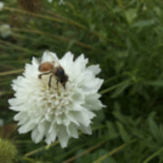 Scabiosa atropurpurea 'Daylight White' seeds - (Pincushion)
