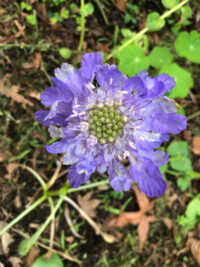 Scabiosa caucasica 'Fama Deep Blue' seeds - (Blue Pincushion)