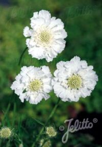 Scabiosa caucasica 'Fama White' seeds -( Pincushion)