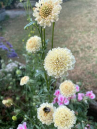 Scabiosa atropurpurea 'Fata Morgana' seeds - (Pincushion Flower)