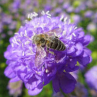 Scabiosa atropurpurea 'Lavender' seeds - (Pincushion Flower)