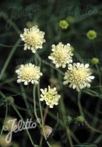 Scabiosa ochroleuca seeds - ( Pincushion Flower)
