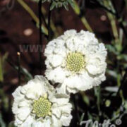 Scabiosa caucasica 'Perfecta Alba' seeds - (Pincushion Flower)