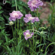 Scabiosa caucasica 'Perfecta Clear  Blue' seeds - (Pincushion flower)