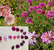 Scabiosa atropurpurea 'Picotee Pincushion Mix' seeds -( Pincushion flower)