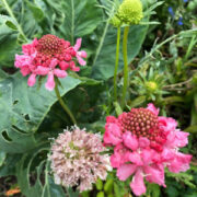 Scabiosa atropurpurea 'Lavender, Rose and White Mix' seeds - ( Pincushion flower)