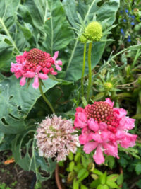 Scabiosa atropurpurea 'Lavender, Rose and White Mix' seeds - ( Pincushion flower)