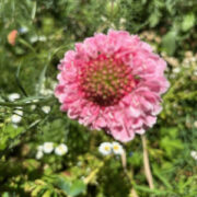 Scabiosa atropurpurea 'Rose' seeds - (Pincushion Flower)