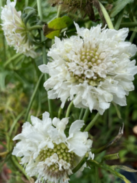 Scabiosa atropurpurea 'Lavender, Rose and White Mix' seeds - ( Pincushion flower) - Image 3