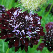 Scabiosa atropurpurea 'Sparky Vino' seeds - (Pincushion flower)
