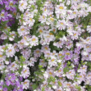Schizanthus pinnatus 'Angel's Wings' seeds - ( Poor Man's Orchid)