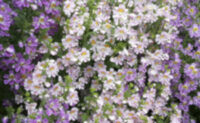 Schizanthus pinnatus 'Angel's Wings' seeds - ( Poor Man's Orchid)