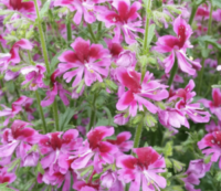 Schizanthus pinnatus 'Dante's Roses seeds - (Butterfly Wings Poor Man's Orchid)