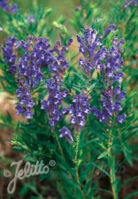 Scutellaria baicalensis plants - Image 2