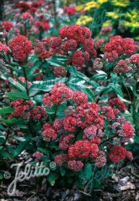 Sedum telephium 'Emperor's Waves' seeds