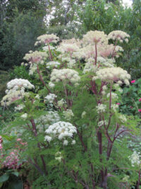 Selinum wallichianum seeds - (Milk Parsley)
