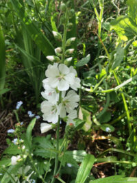 Sidalcea malviflora 'Bianca' plants - ( Mallow)