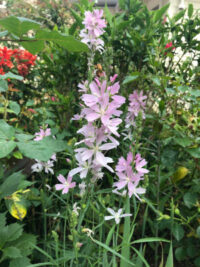 Sidalcea malviflora 'Rosaly' plants