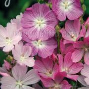 Sidalcea malviflora 'Stark's hybrids' seeds - (Prairie Mallow)