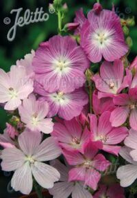 Sidalcea malviflora 'Stark's hybrids' seeds - (Prairie Mallow)