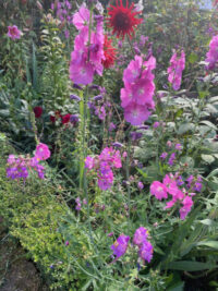 Sidalcea malviflora 'Party Girl' Seeds - ( Prairie mallow)
