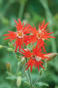 Silene lacinata 'Starburst' seeds - ( Catchfly)