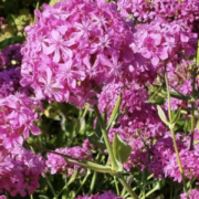 Silene orientalis plants - ( Campion)