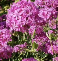 Silene orientalis plants - ( Campion)