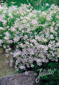 Silene schafta 'Shell Pink' seeds - (Catchfly)