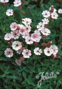Silene uniflora compacta seeds - (Campion,  The compact maiden's tears)