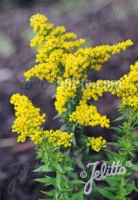 Solidago canadensis 'Little Miss Sunshine' seeds