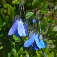 Sollya heterophylla plants  - (Billardiera fusiformis , Australian BlueBell)