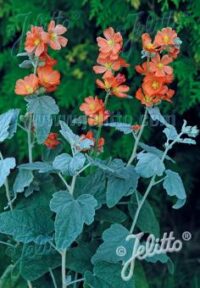 Sphaeralcea ambigua seeds -( Desert Globemallow, Apricot Mallow)