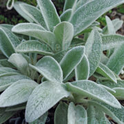 Stachys Byzantina  seeds -  (Lambs Ears)