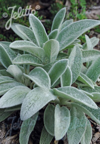 Stachys Byzantina  seeds -  (Lambs Ears)