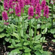 Stachys officinalis seeds - (Betony, Bishopwort)