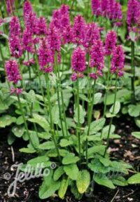 Stachys officinalis seeds - (Betony, Bishopwort)