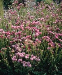 Limonium sinuatum 'QIS Rose seeds - ( Annual Statice)
