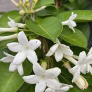 Stephanotis floribunda plants - ( Madagascar Vine)