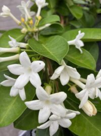 Stephanotis floribunda plants - ( Madagascar Vine)