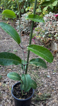 Stephanotis floribunda plants - ( Madagascar Vine) - Image 2