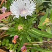 Stokesia laevis f. alba 'Traumeri' plants