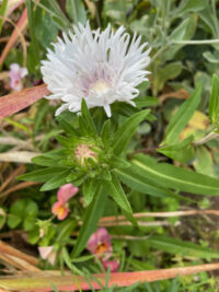 Stokesia laevis f. alba 'Traumeri' plants