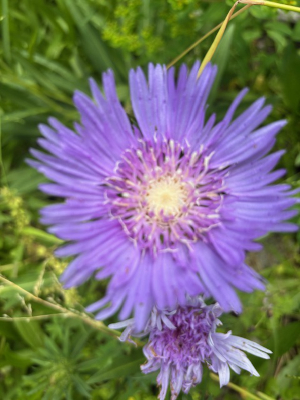 Stokesia laevis 'Omega Skyrocket' seeds - (Stokes' Aster) - Image 3