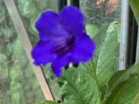 Streptocarpus x Hybridus 'Dragon Mix' seeds - ( Cape Primrose) - Image 4