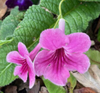 Streptocarpus x Hybridus 'Dragon Mix' seeds - ( Cape Primrose)