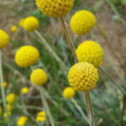 Craspedia globosa 'Sun Ball' seeds - (Billy Buttons)