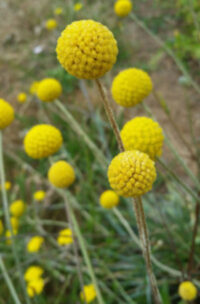Craspedia globosa 'Sun Ball' seeds - (Billy Buttons)